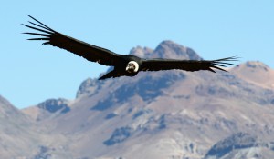 condor