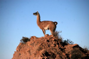 sm-08-3737-vicuna-in-morning-light[1]