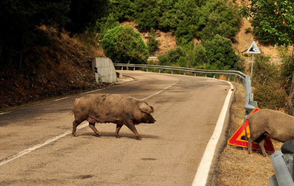 Veiene på Sardinia kan være grisete. Denne kameraten har ingen hast med å komme seg over veien. 