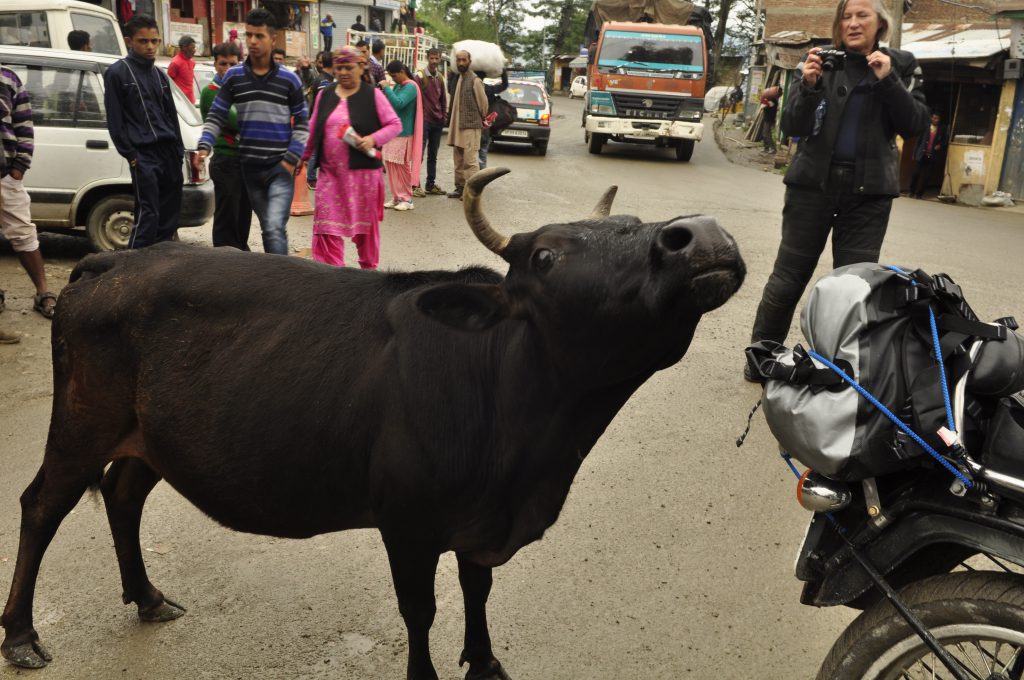 Kuene i India er hellige, og sannsynligvis mye mer verdt en deg