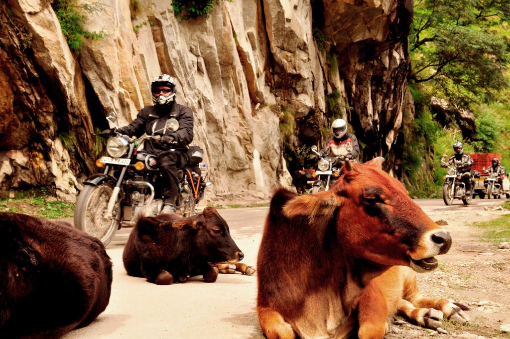 En ting du bør vite om kuer i India; de er fredet og sannsynligvis mye mere verdt i trafikken enn deg. 