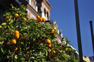 14.Appelsiner og sitroner er det mye av i Portugal. På noen av strekningene våre kjørte vi tvers gjennom store områder med appelsiner og sitroner. 